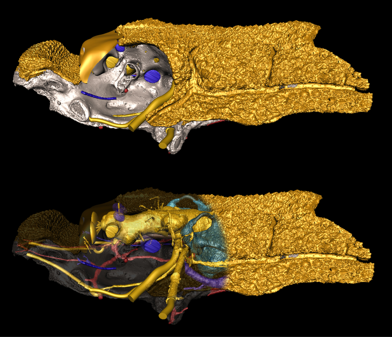 Illustration for article titled A 3D Reconstruction of the World's Oldest Face